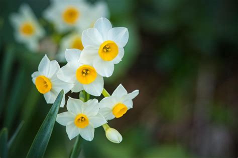 水仙 意味|水仙(スイセン)とは？花の特徴・花言葉・育て方を紹。